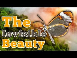 The Invisible Beauty — The Glasswing Butterfly