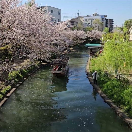 2026年4月8日伏見十石舟已經櫻漂雪了，但還是有滿滿櫻花的景色。#伏見十石舟#櫻花盛開#京都櫻花