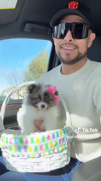 Cute Yorkie and Pomeranian Puppies Together