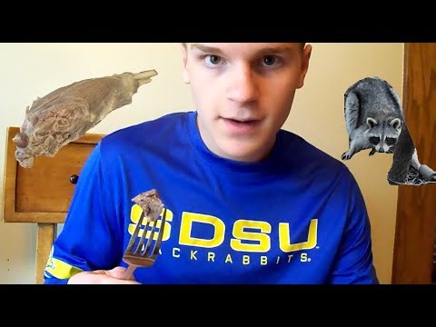 Raccoon Catch n' Cook with Pressure Cooker