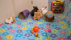 Playtime for Pom Pom, Jo Jo and Mo Mo. | The Town of Imagination for Rabbits