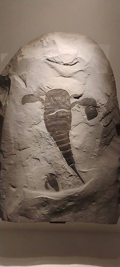Eurypterid, aka sea scorpion, fossil Houston Museum of Natural Science