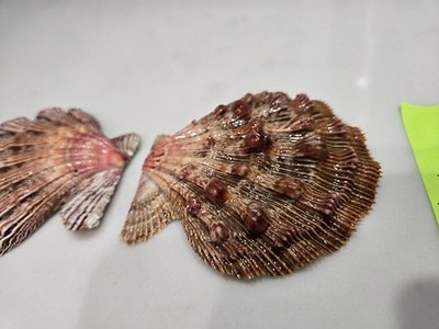 Lion's Paw Scallop Shell, Nodipecten fragosus, 87.8mm x 92.6mm, Florida | eBay