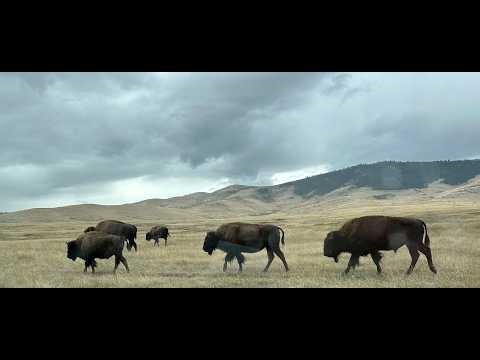 Percussion, Spring, Violence