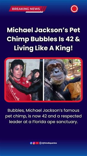 Michael Jackson’s Pet Chimp Bubbles Is 42 & Living Like A King! #MichaelJackson #Bubbles