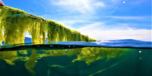 Institutionen för marina vetenskaper