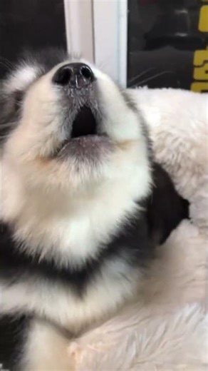 cute puppy barking and howling #petsempire #pets #dogcommunication #cute #barking #dognoises