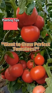 How to grow perfect tomatoes plant👌 #gardening #gardeningtips #tomato #plantingtips #plantcare #vegetables #vegetablegarden | Gardening & Landscape Ideas