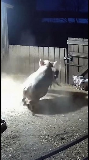 Mom Pig’s Brave Fight Against the Big Bad Wolf! 🐷🐺 #animals