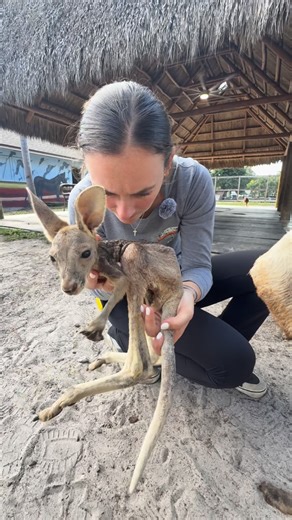 Animal EDventure Park & Safari on Instagram: "This Mama has been known to have issues keeping her baby clean. It’s important for us to keep a close eye on her baby’s and make sure they grow up healthy ❤️ So far so good but we will keep an eye on this one .. Come meet our AMAZING Animals! Book now at AnimalEDventures.com"