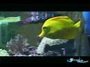 Yellow Tang - That Fish Place Saltwater Fish Species Profile