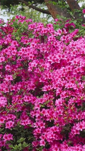 Blooming Spring Flowers 🌸 Gentle Wind & Birds | Relaxing Nature Shorts