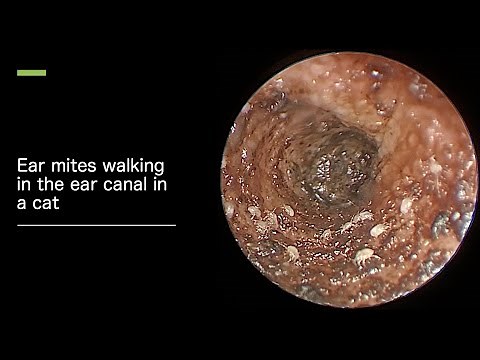 Ear mites in a cat walking in the ear canal
