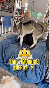 Walk Complete… Flint Not Done 😂🐺