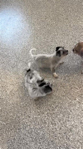 Is there anything cuter than watching puppies play?!?!?! We don’t think so. These babies are on our website and ready for their forever homes. Momma was a Shih Tzu. No idea on Daddy. We just know they are super cute and sweet!! 💖🐾💖🐾💖🐾💖🐾💖 tzuzoorescue.com | Tzu Zoo Rescue