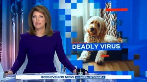 1.3M views · 17 reactions | DEADLY DOG VIRUS: Michigan officials confirmed the mystery dog-killing virus is parvovirus, after at least 30 dogs died from the illness within days of showing symptoms. All had not been completely vaccinated. | CBS Evening News | Facebook