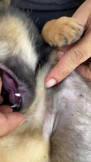 Effective Dog Lice Removal for Your Cute Puppy