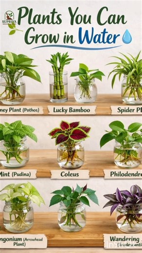 🌿5 House Plants Grow In Water Through Cutting #trending #shorts #short #viral #yt #indoor_plants