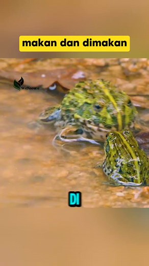 Katak, Ular, dan Sekretaris: Tiga Aktor di Panggung Sabana #animals #faktaunik | wenature
