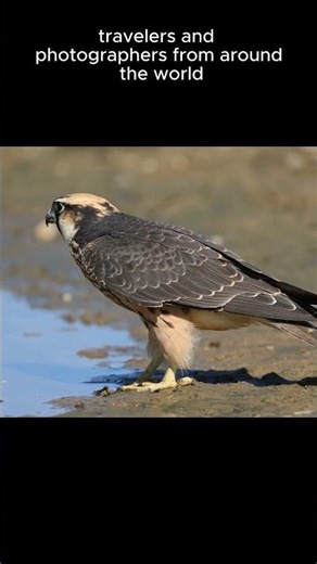 Amazing falcon #travelindustry #wildlife #communitysupport #socialmedia