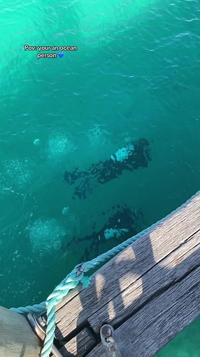 💙🐬 #pov #ocean #marinelife #marinebiology #island #girlsthatfreedive #fyp #foryoupage