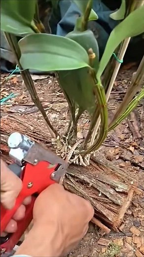 Top Video!! easy learning repotting orchid plant on the wood🪵🌱🌱🌱🌵🌱🌱🌱🌳🪵🪵