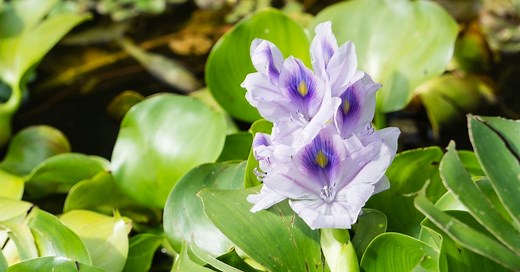 Why Are My Water Hyacinths Dying? [6 Causes] - About Backyard