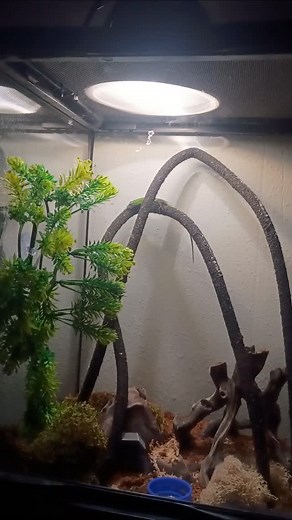 Introducing my new emerald tree skink dumb as a brick but full of personality | Topper Camacho | Facebook