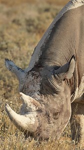Close-up view of a black Rhino grazing, showcasing its distinctive lips and rugged strength. #namibia #etosha #rhino #safari #travel #wildlife #traveller #visitnamibia #africansafari #explore #wildlifephotography #madbookings | Nwrnamibia
