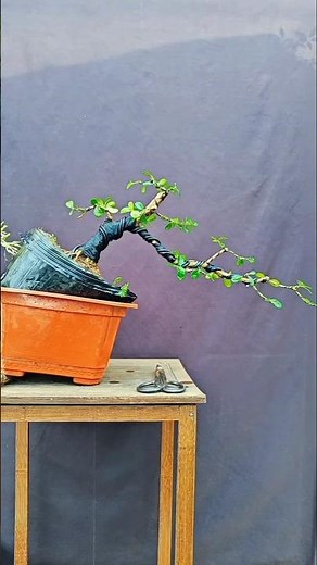 Boxwood bonsai material modeling tree #bonsai #bonsaimaking