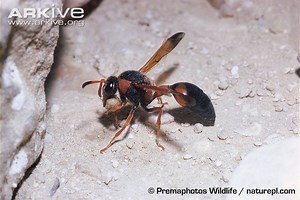 Hunting wasp - Alchetron, The Free Social Encyclopedia