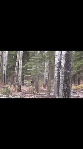 27K views · 314 reactions | Big bodied Saskatchewan buck that I just let walk | Big Woods Bucks | Facebook