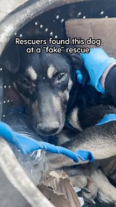 This skinny, scared dog was hiding at a fake "rescue" waiting for help. Our producer Erica tells us how she and her team at The Animal Pad rescued this sweet girl and hundreds of other dogs who were SO happy this place was shut down! To help The Animal Pad save more animals like My Girl, donate here: thedo.do/donatetheanimalpad and follow along on Instagram: thedo.do/theanimalpad. And watch more of Henry's rescue efforts KeepingFinn ❤️ | The Dodo