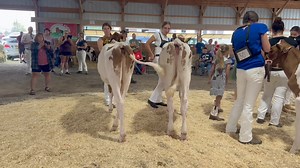 Oneida County Holstein Show Winter Heifer Calf Class 1) Braant Rompen Della Red Sire: Trent-Way-JS Rompen-Red-ET Brabant Farm-B&0 2) Brabant Aflame Blaze-Red P Sire: Eskdale'MR Aflame-Red-ET Emily van Lieshout 3) Granny-Anne Moonshine-Red Sire: Hylite Barbwire-Red-ET Caitlin Bennett-B&0 #OneidaCountyHolsteinshow #holsteinusa #nyholstein | Blodgett Communications | Facebook