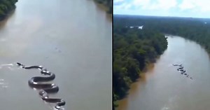 VIDEO: ¡Impresionante! Captan a una gigantesca anaconda deslizándose por el Amazonas