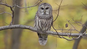105K views · 3.1K reactions | Did you know that Barred Owls don't migrate? They're territorial birds and typically don't stray far, except during winters with low prey availability. | National Audubon Society | Facebook