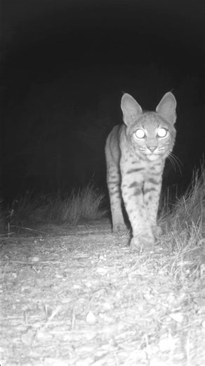 California Bobcat🐆Lanky Lynx #bobcat