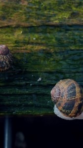 Take a closer look at the snails behind our Tensage Growth Factor featuring SCA Biorepair Technology 🐌⁠ ⁠ P.S. Our snails are treated like royalty, no snails are harmed in the making of Biopelle's Tensage products 💛⁠ ⁠ Learn more about the benefits of our products at biopelle.com⁠ ⁠ #biopelle ⁠ #growthfactor ⁠ #antiaging ⁠ #snailsecretion ⁠ #awardwinningskincare | Biopelle