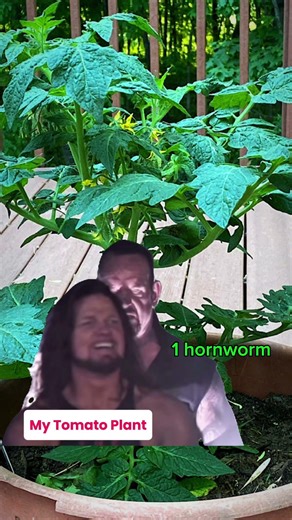 It only takes 1 caterpillar