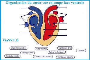Les modifications du corps pendant un effort | Vive les SVT ! Les sciences de la vie et de la Terre au collège et au lycée - Cours de SVT en ligne -