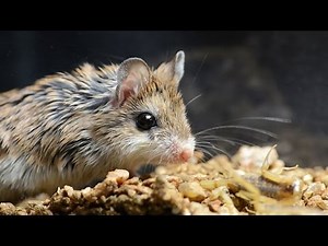 Amazing Facts of Faith — Grasshopper Mouse