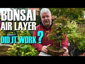 Trident Maple Bonsai Air Layer: Success or Failure?