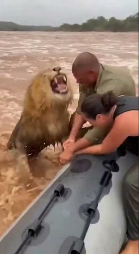 Heartbreaking Moment Man Loses Grip on Lion in Flood 😭🦁 #Shorts