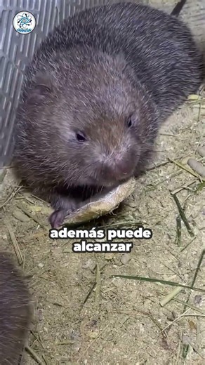 Why is the bamboo rat considered such a prized delicacy in Asia?