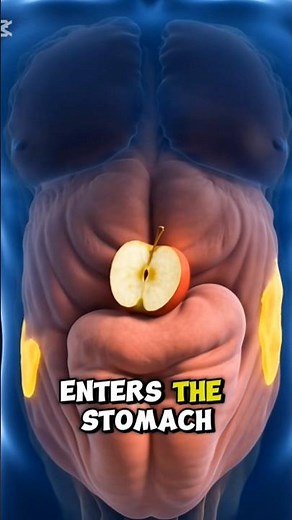The Human Digestive System Explained | 3D Medical Animation
