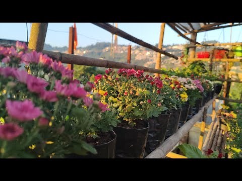 Complete Care Guide for Chrysanthemum| Multiflora,Pom Pom & Ball Varieties|Max Flowers & Growth Tips