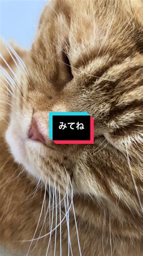 めんま壁におてて #猫のいる暮らし #猫のいる生活 #スコティッシュフォールド #cattok #癒し猫動画
