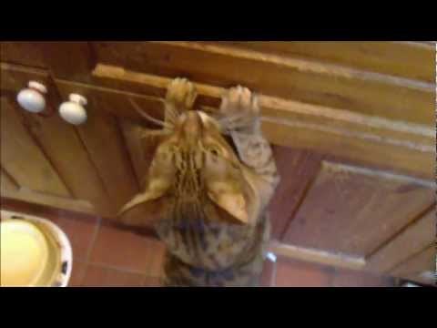 polydactyl 6 toed cat - a cat with opposable thumbs... sometimes called Mitten cats