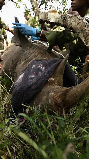 🦏💂‍♂️ Meet the real-life guardians of the wild. At Loisaba Conservancy in northern Kenya, a dedicated team of wildlife rangers and rhino officers are working around the clock to protect some of the world’s most endangered species—including the Eastern black rhino. Armed with courage, local knowledge and cutting-edge tech, these heroes are on the frontlines of conservation. 🎥 Watch their story. 💬 Drop a 💚 to thank them. 🔁 Share to show the world what wildlife protection looks like. 📖 Read