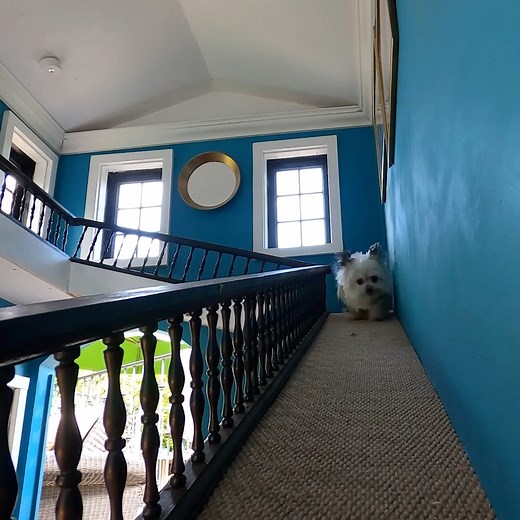 The MOST epic dog house 🫠 | Norbert